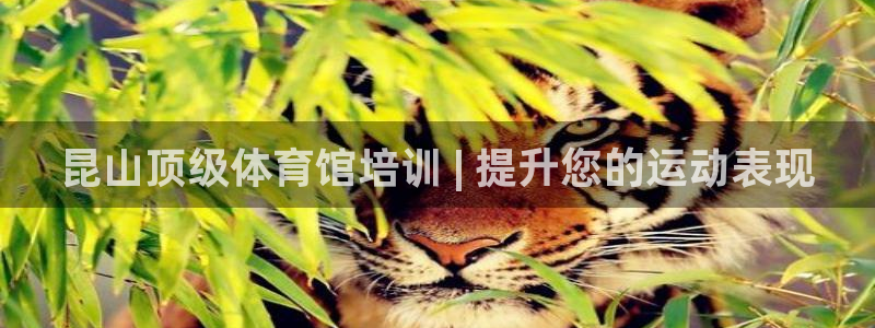 焦点娱乐力 411o31 焦点：昆山顶级体育馆培训 