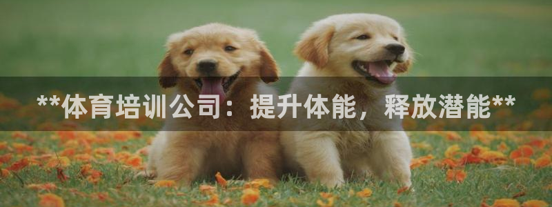 焦点娱乐开发商是谁：**体育培训公司：提升体能，释放