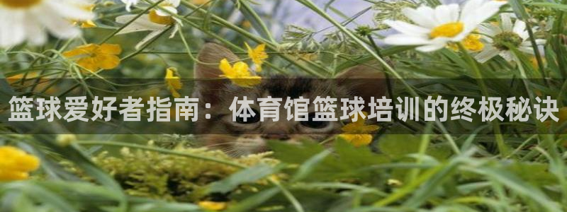 焦点娱乐传媒有限公司怎么样呀：篮球爱好者指南：体育馆
