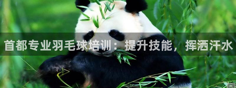 焦点娱乐平台主管：首都专业羽毛球培训：提升技能，挥洒